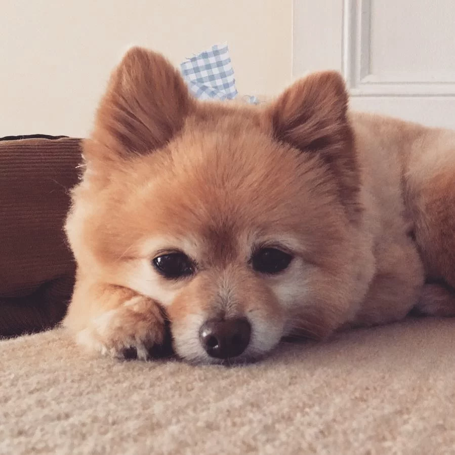 mujer corta el pelo de su perrito