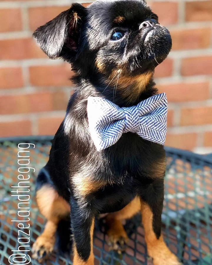 pequeno perro con rostro de mal humor