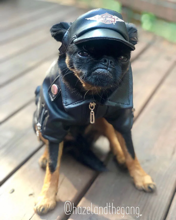 pequeño perro que tiene cara de mal humor