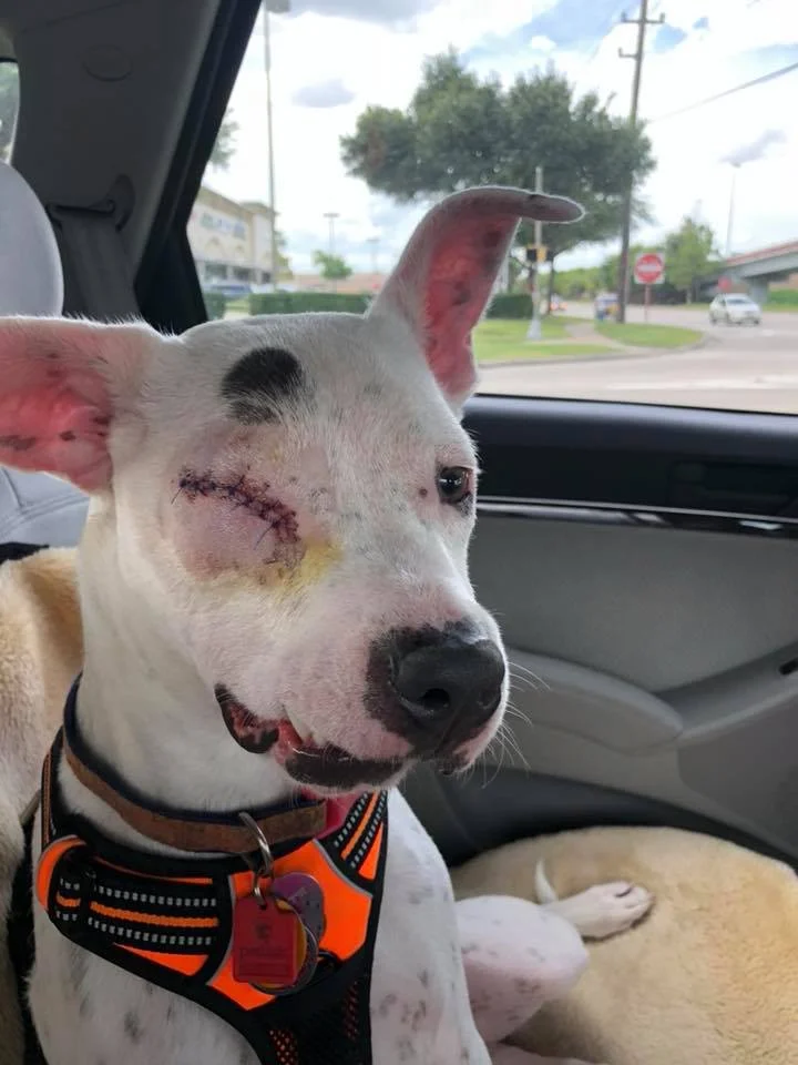 perrita que perdio su ojo derecho por maltrato
