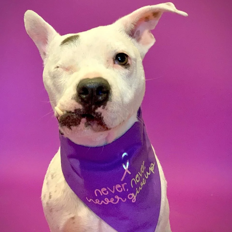 perrita que perdio un ojo por el maltrato ya tiene hogar
