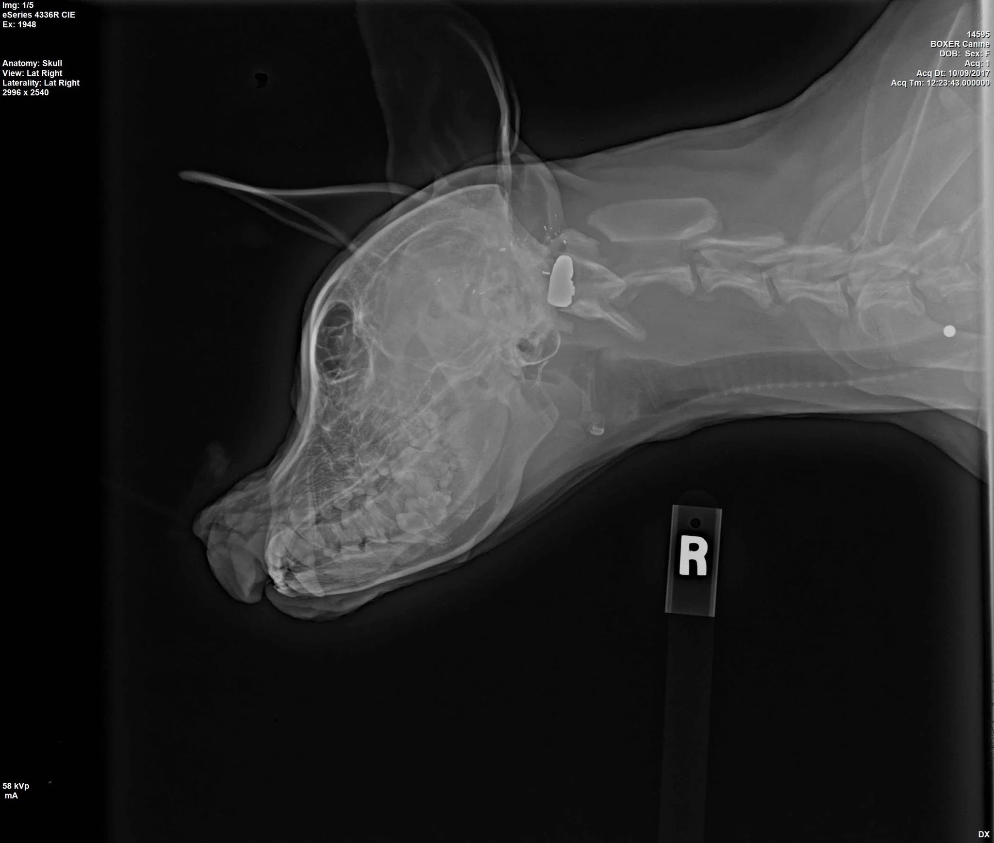 perrita rescatada perdio un ojo y ahora encuentra hogar
