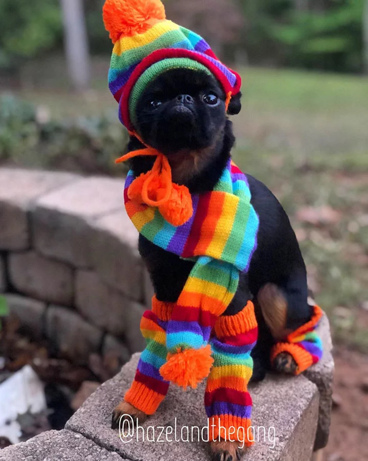 perrito con expresión de mal humor