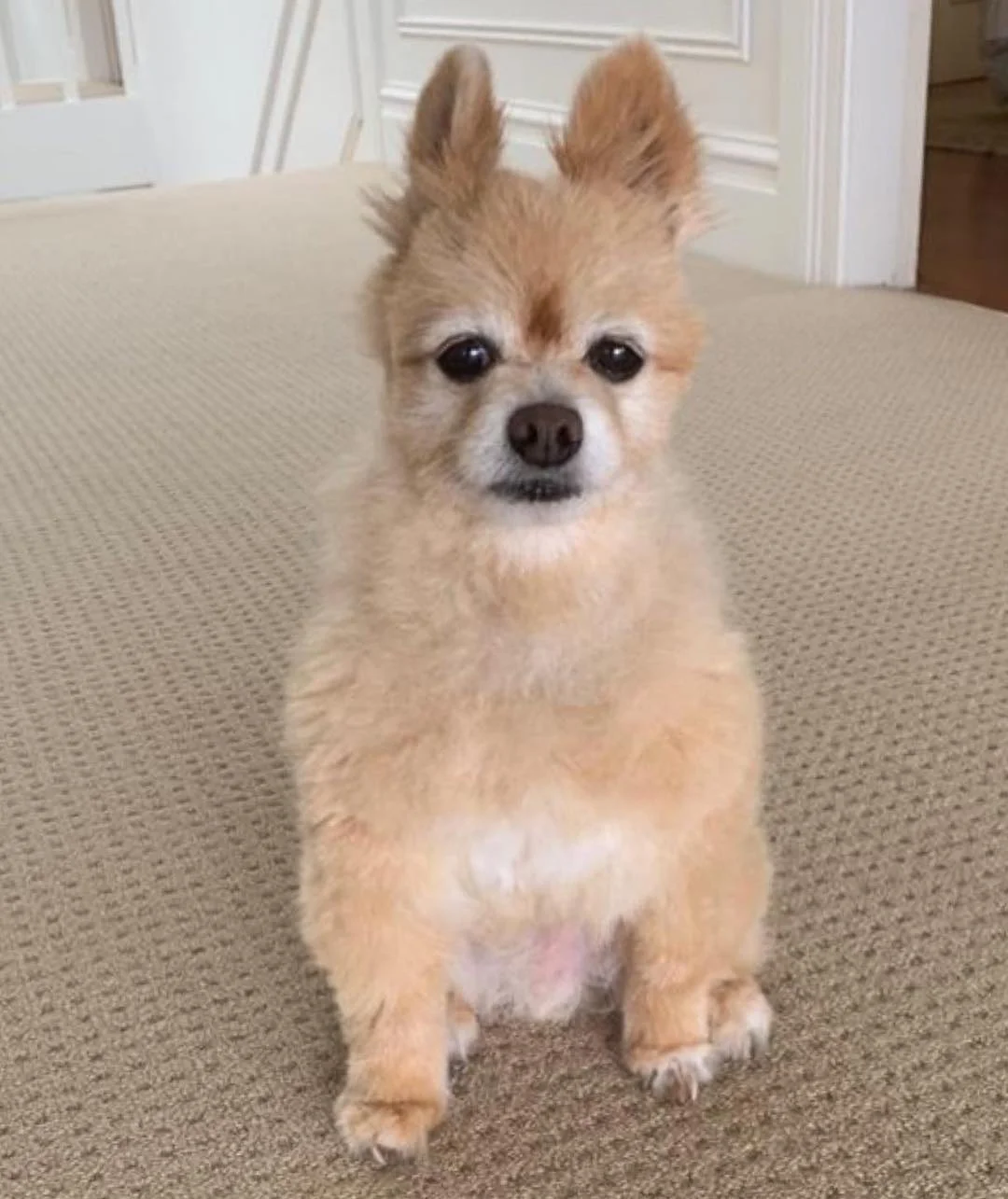 perrito con mal corte de pelo