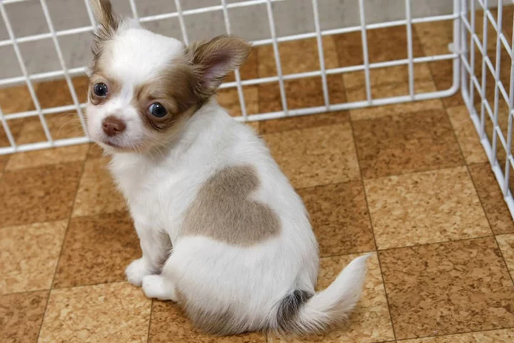perrito con marcas en cuerpo con forma de corazón 