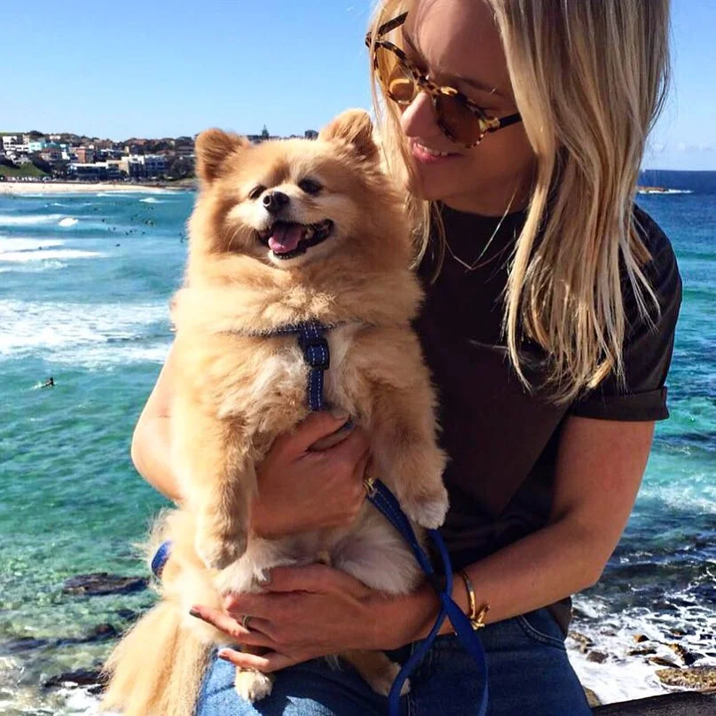 perrito con mal corte gracias a la cuarentena