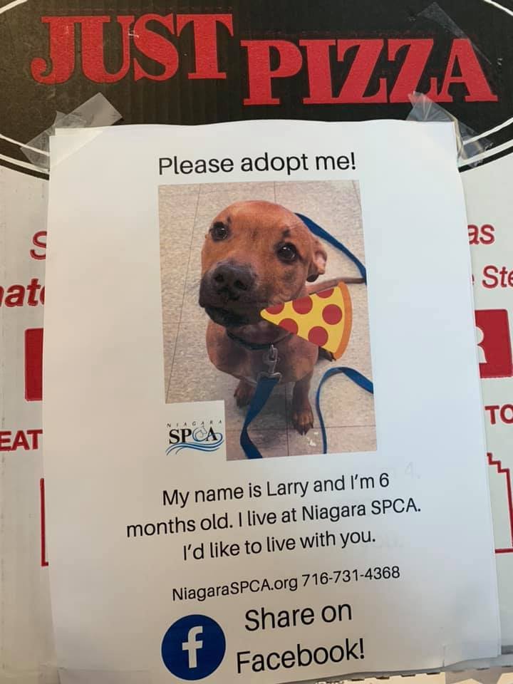 perrito en adopción tiene su foto en caja de pizza