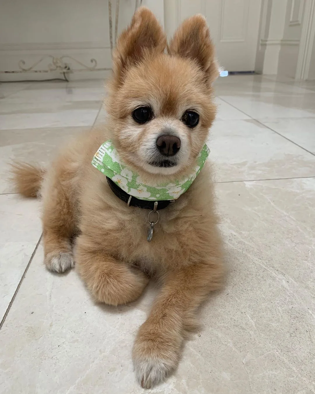 perrito sufre un mal corte de pelo a manos de su madre adoptiva