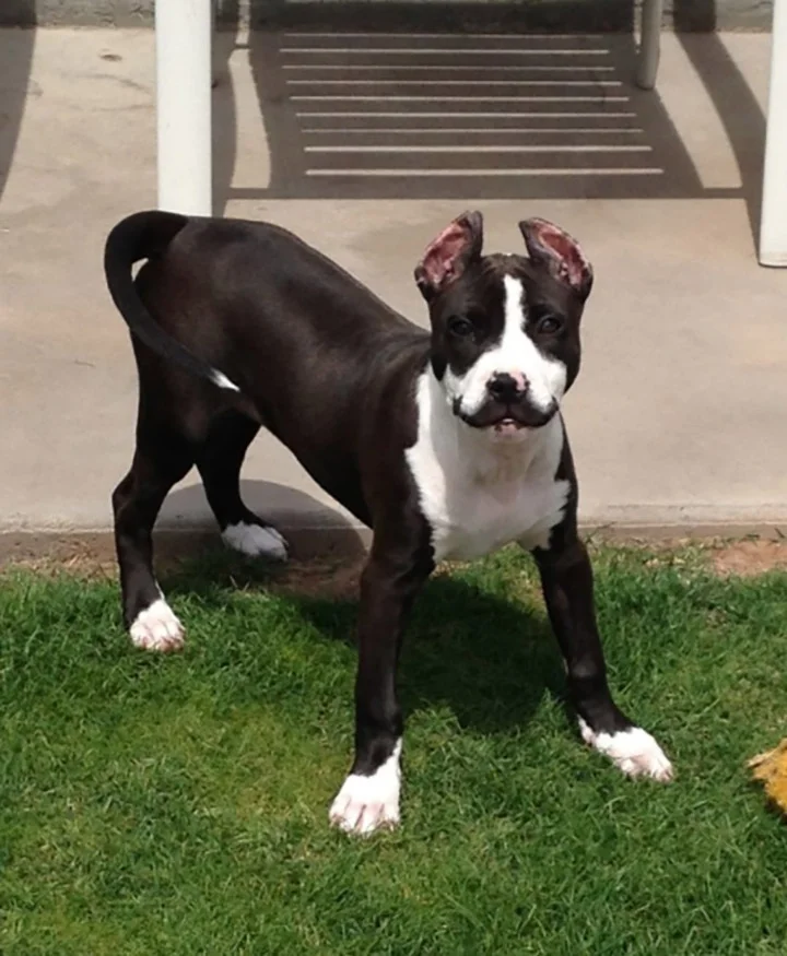 perro con marca en forma de bigote