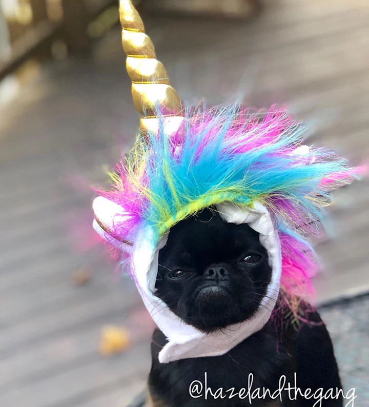 perro con cara que parece de mal humor