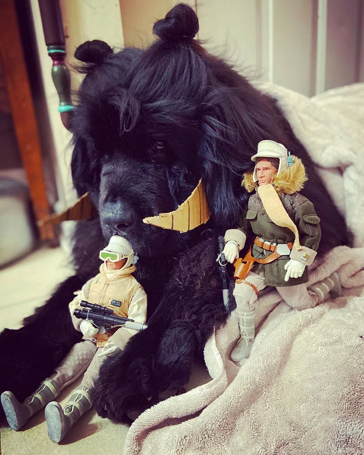 perro con divertidos peinados cada dia dela cuarentena