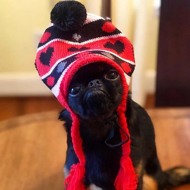 perro con expresión de mal humor