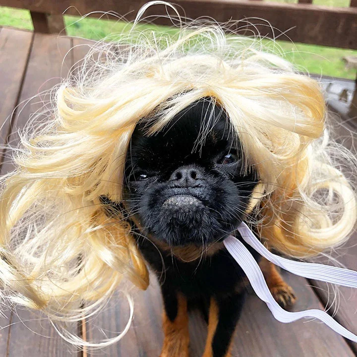 perro con particular gesto de mal humor