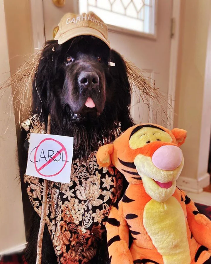 perro con peinados diferentes todos los días de la cuarentena