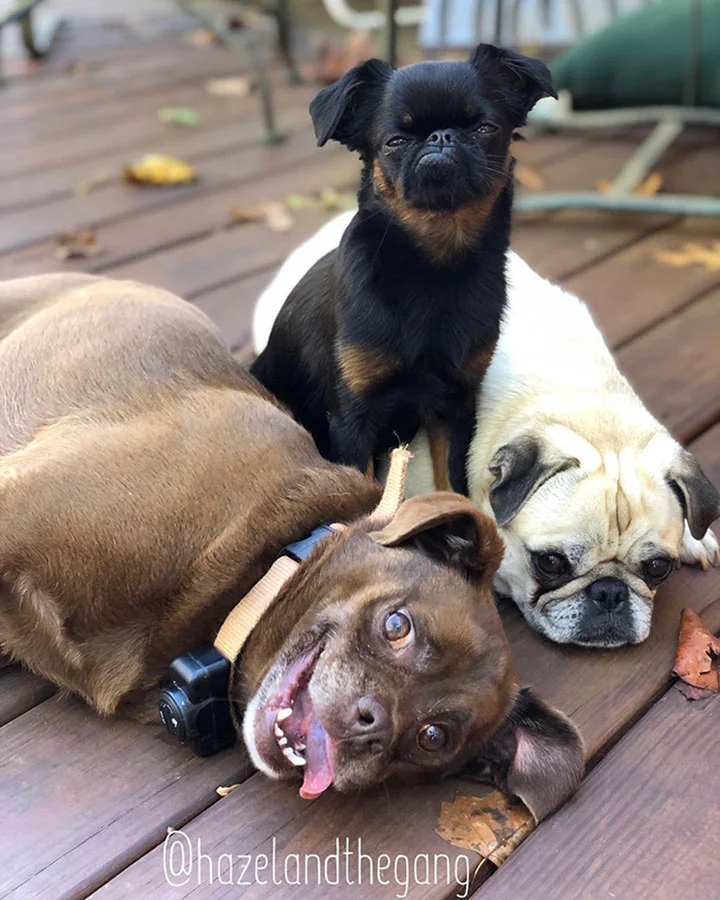 perro con rostro de mal humor