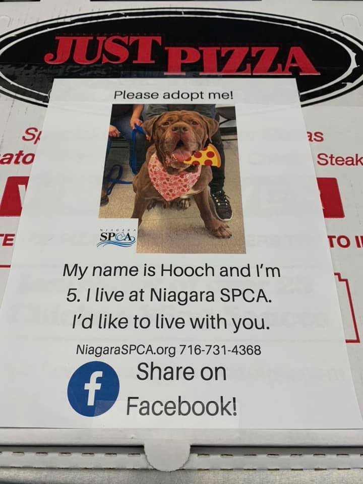 pizzeria coloca foto de perro de 5 años en su caja de pizza para adopción