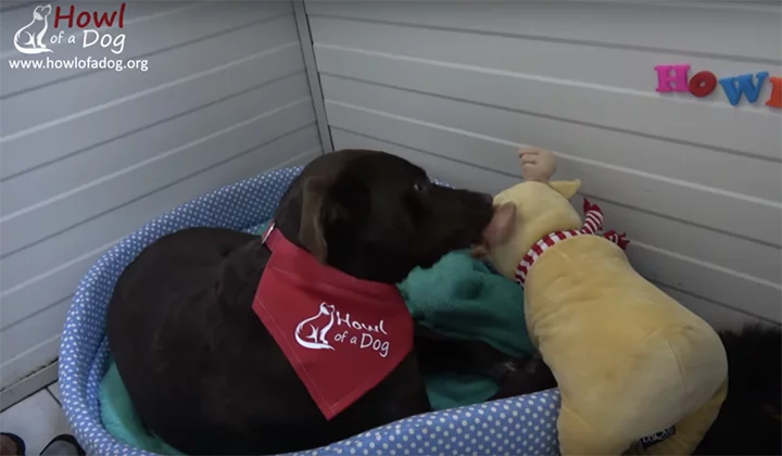 perro espera ser rescatado