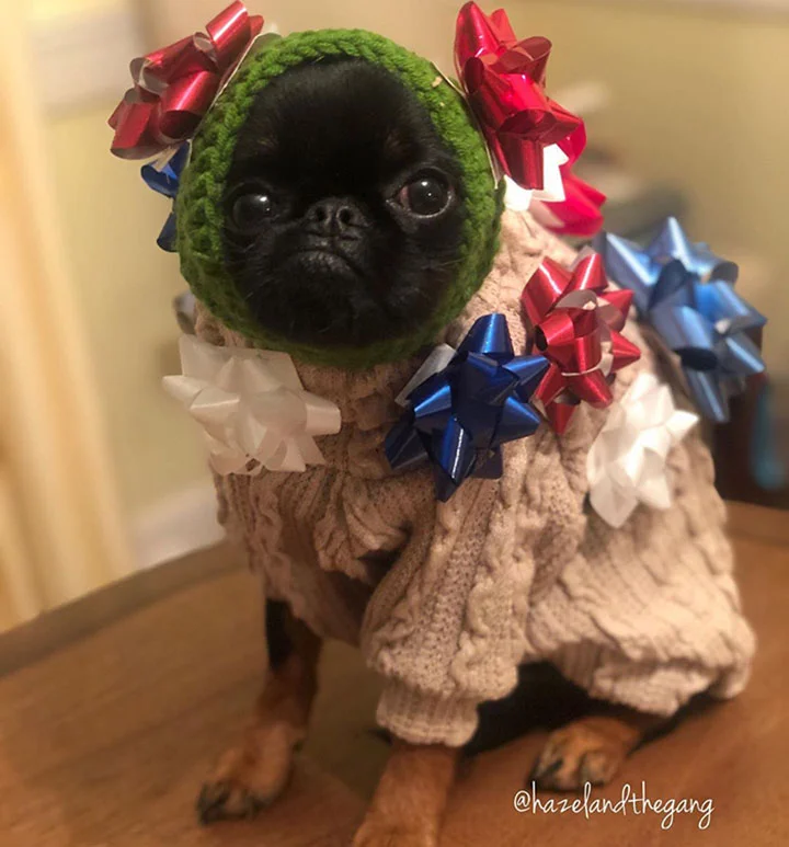perro posa con su rostro de mal humor