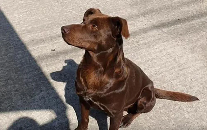 perro sin hogar espera ser rescatado