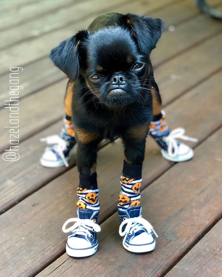 perro tiene rostro de mal humor