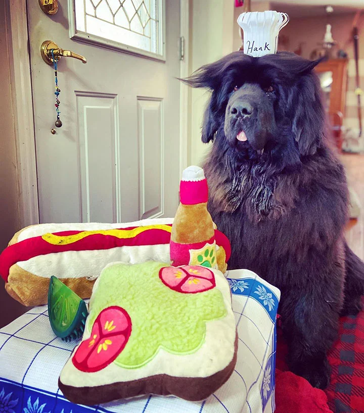 perro y sus divertidos peinados diarios en época de cuarentena