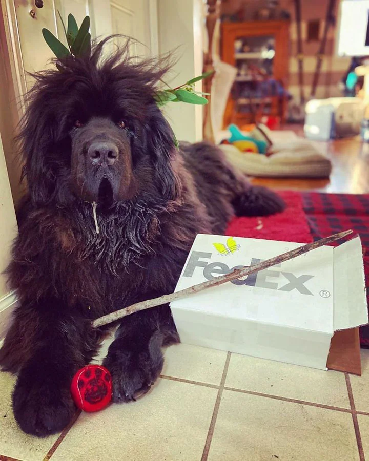 perro y sus divertidos peinados durante cuarentena