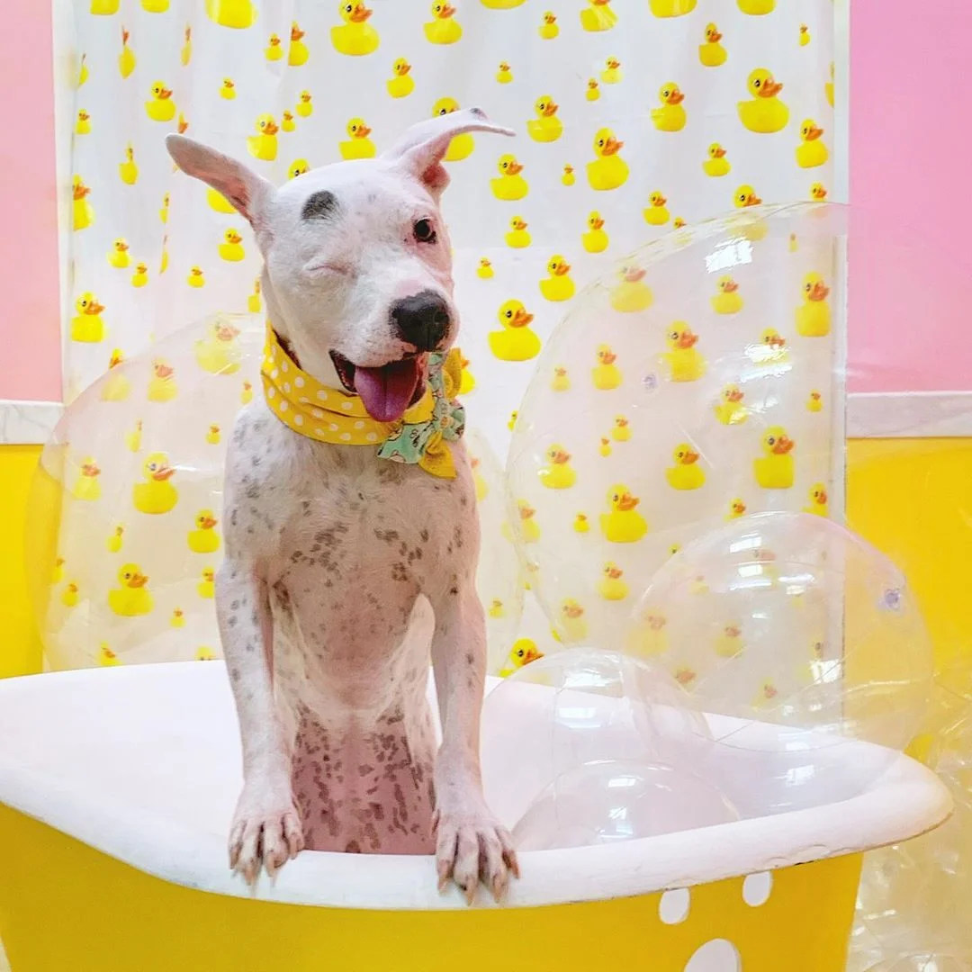 tierna perrita perdio un ojo