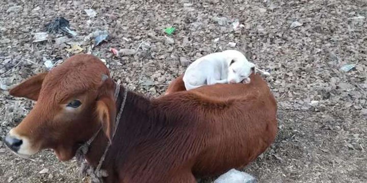 vaca y perrito comparten la hora de la siesta