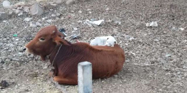 vaca y perrito disfrutan la siesta juntos