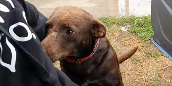 voluntaria de refugio con mascota sin hogar