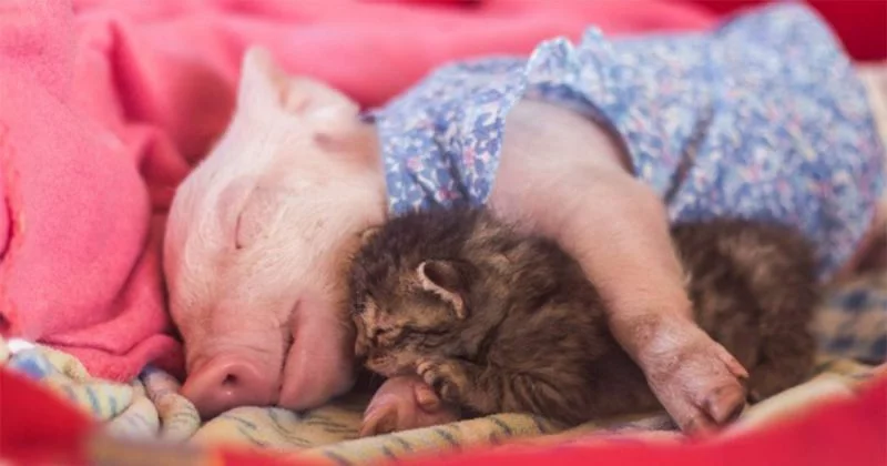 Gatito y cerdita rescatados se consuelan mutuamente