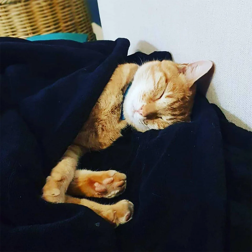 Tiger dormido Tiger dormido