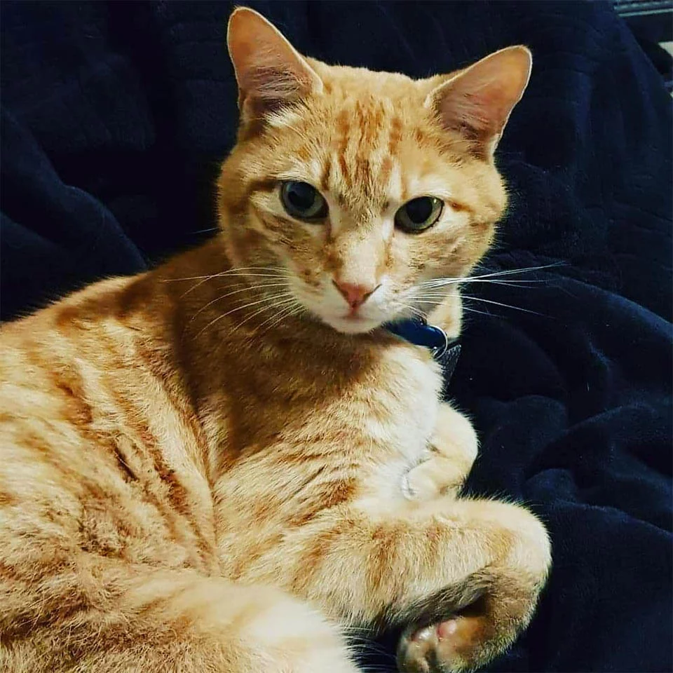 Tiger Tiger