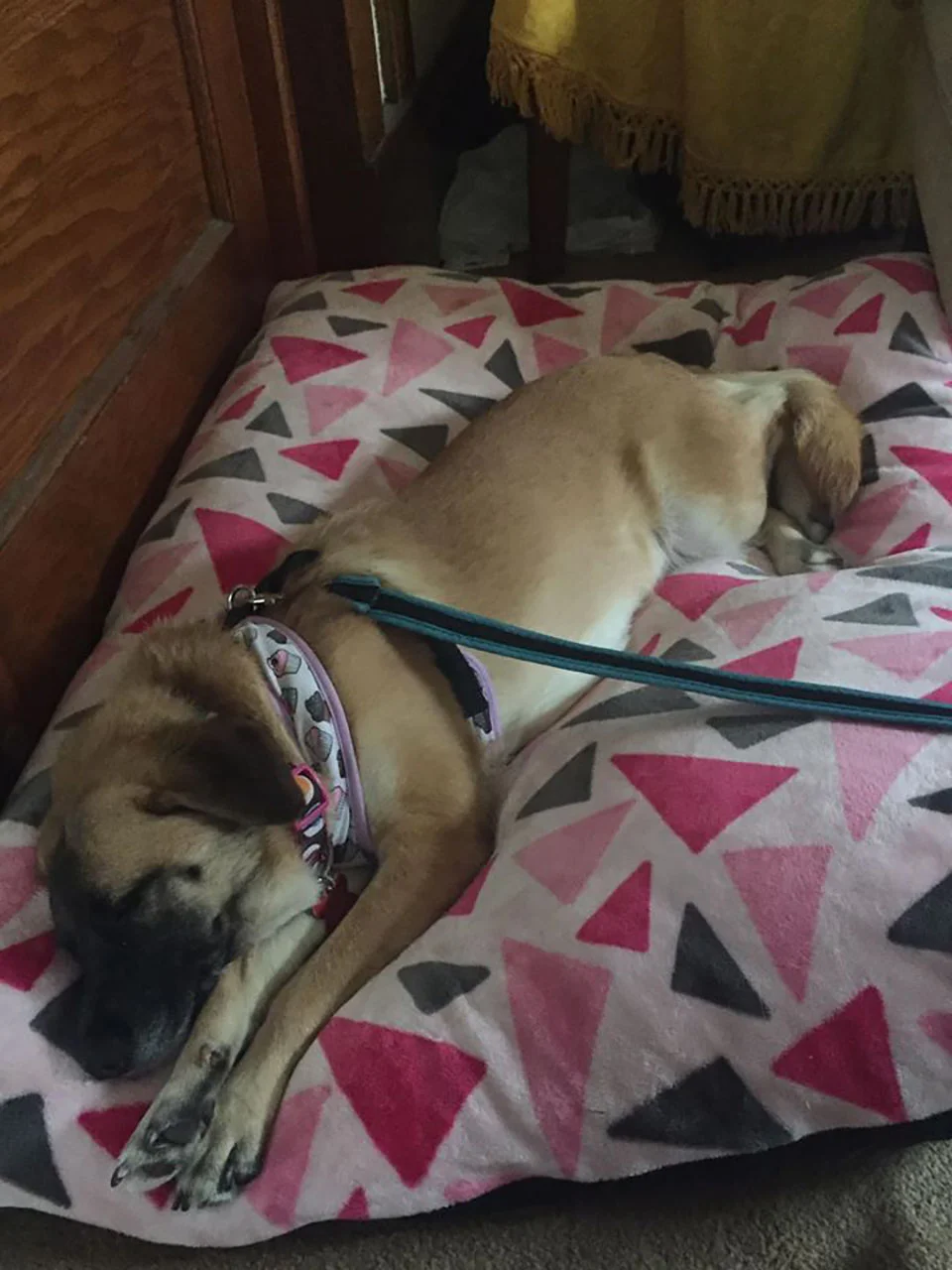 Zelda dormida Zelda dormida