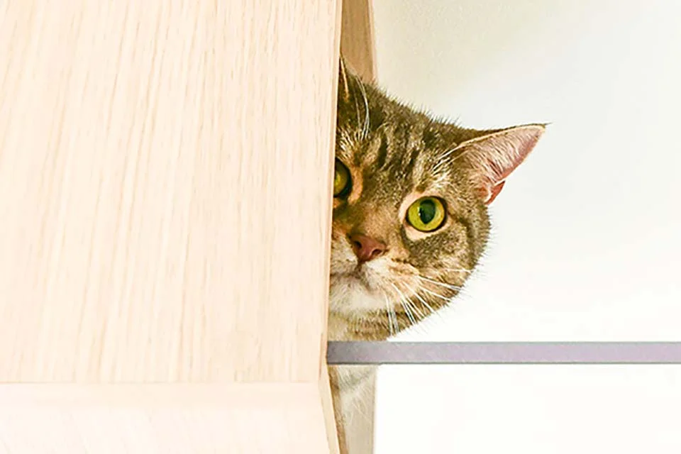 casa para gatos