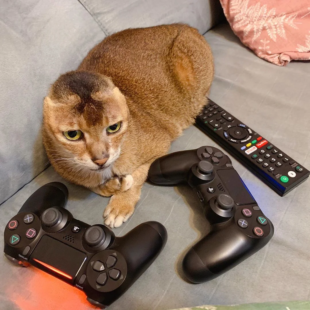dulce gatito sin orejas
