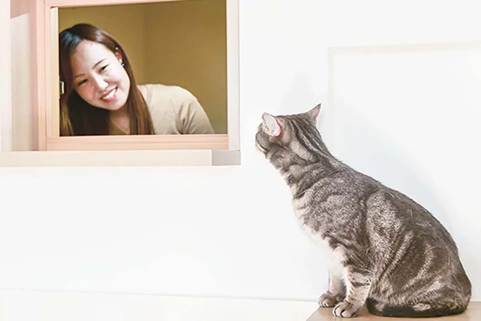 Apartamentos en Japón espacios para gato