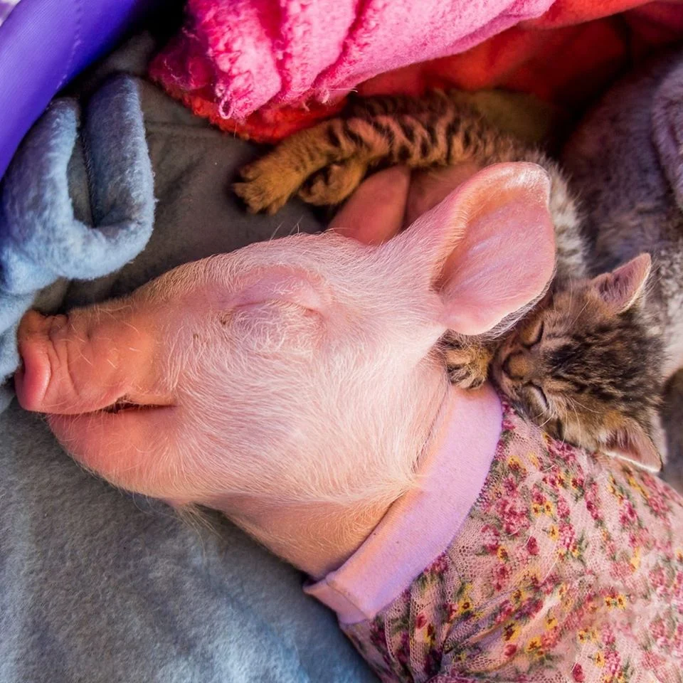 gata y cerdita crean la linda amistad