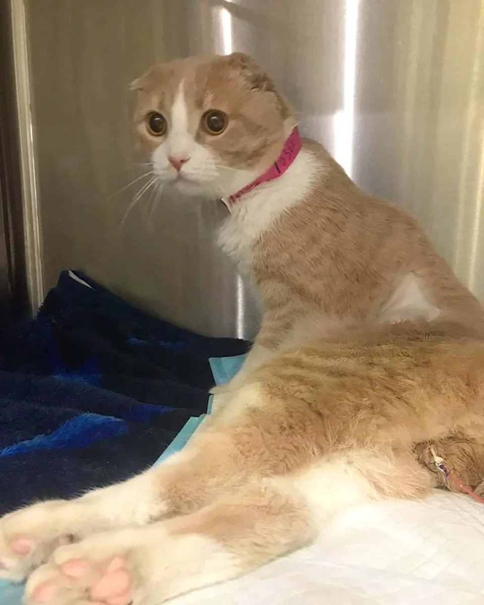 gatito es recatado