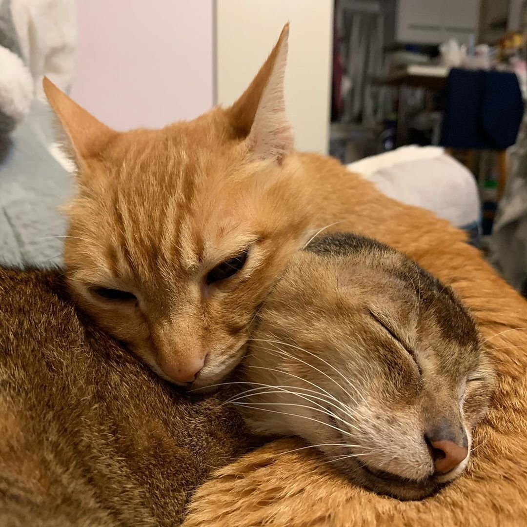 gatito sin orejas y su hermano se cuidan