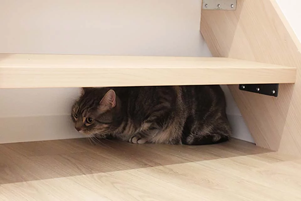 gato bajo escalera