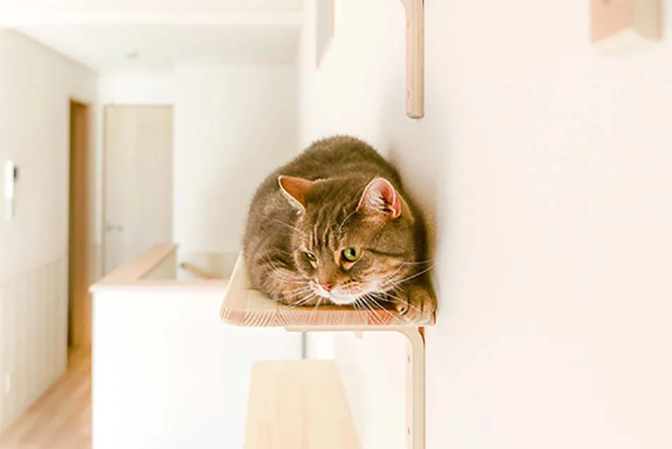 Apartamentos en Japón gato en la pared