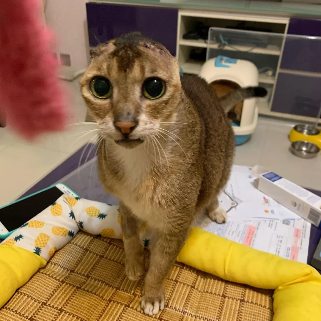 gato encuentra hogar luego de sufrir en las calles y perder sus orejas