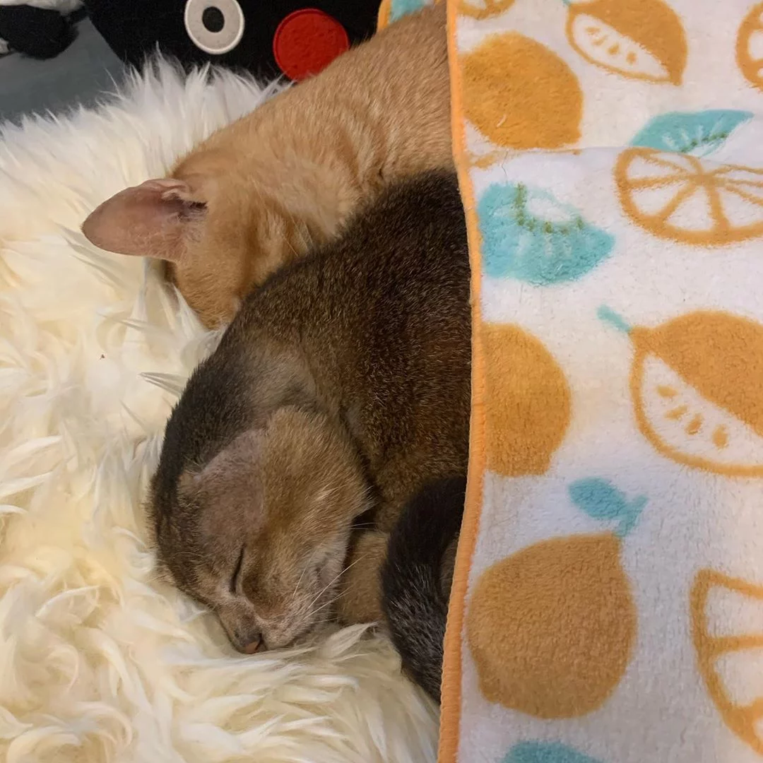 gato encuentra hogar y ahora tiene un hermano