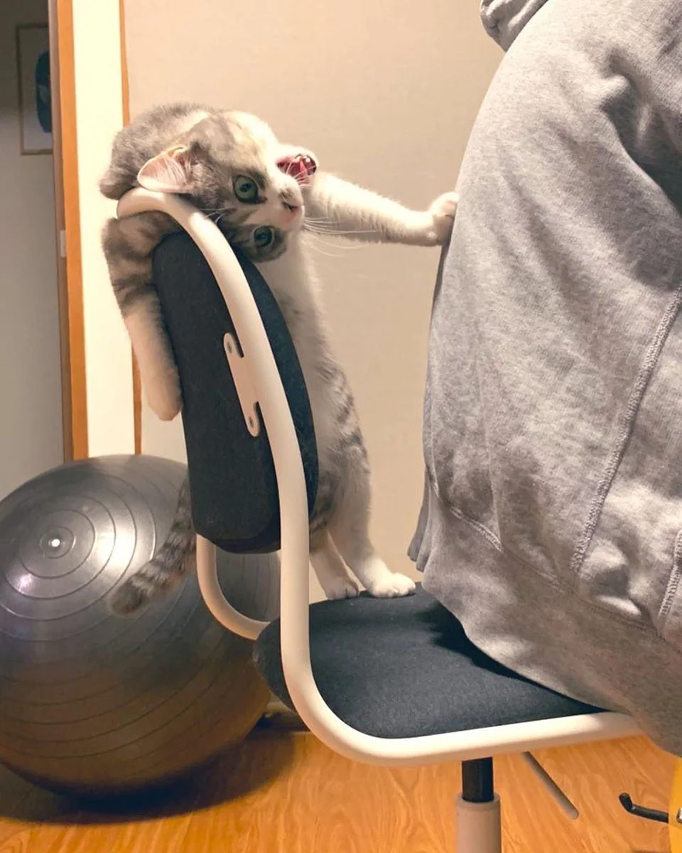 gato quiere su silla