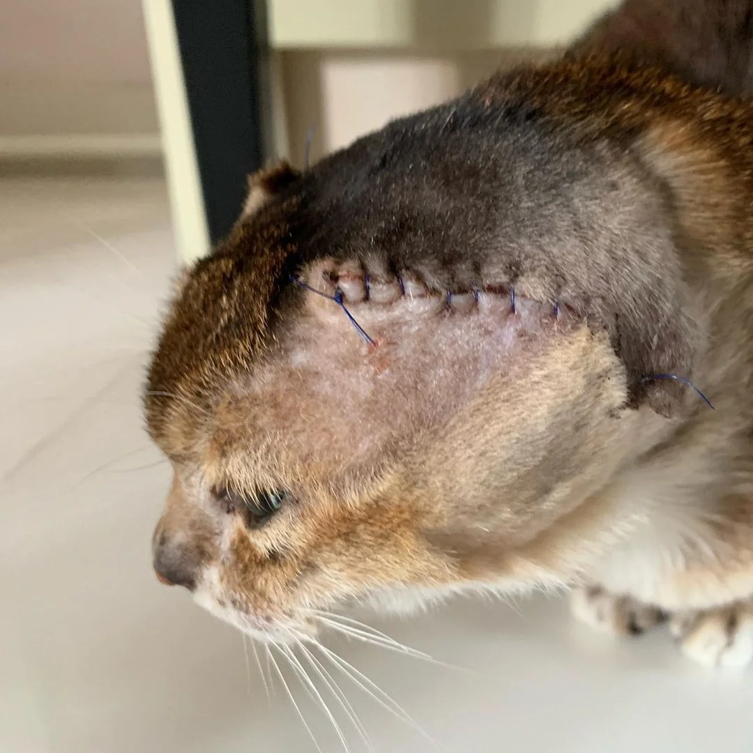 gato sin orejas encuentra hogar