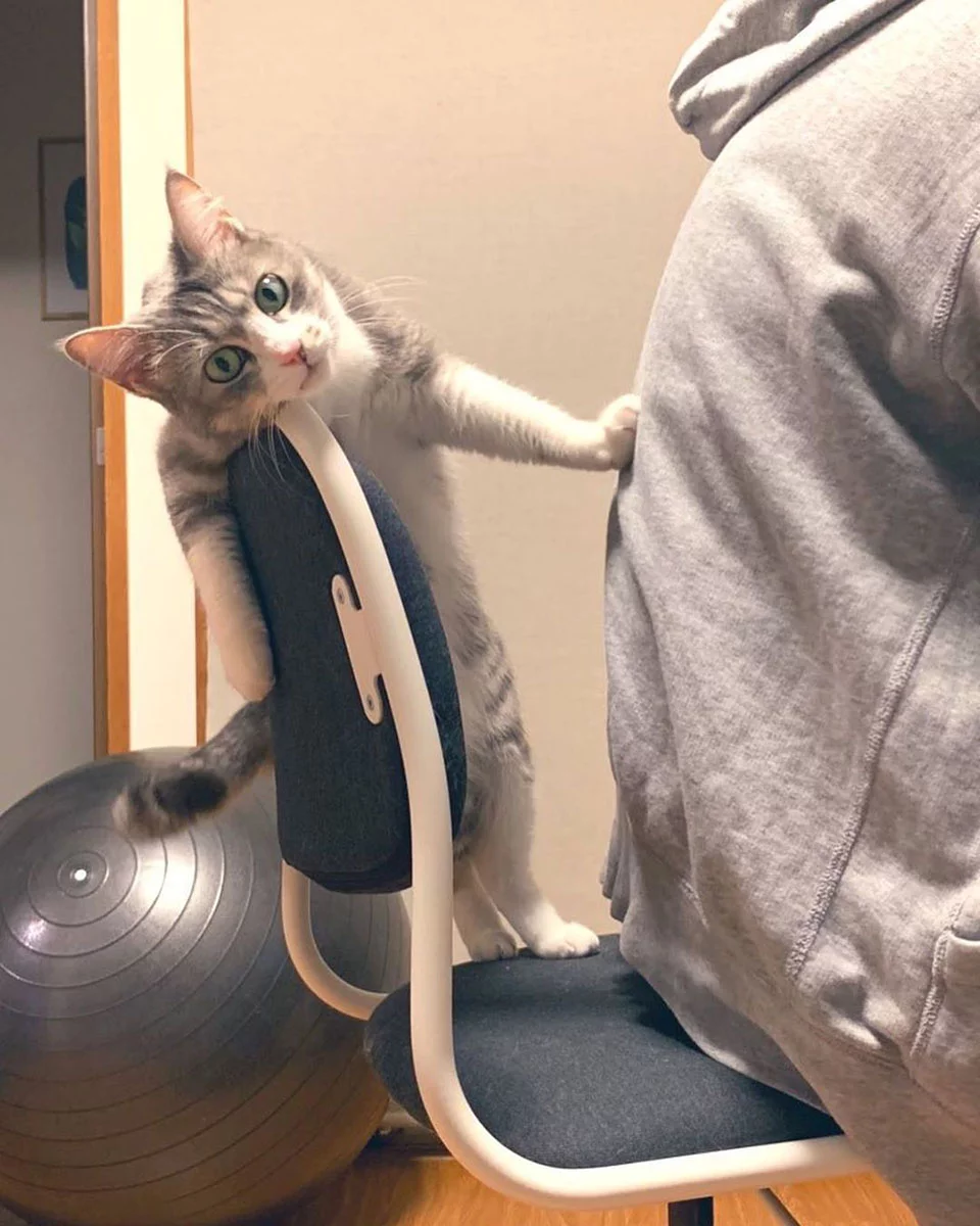 gato y silla