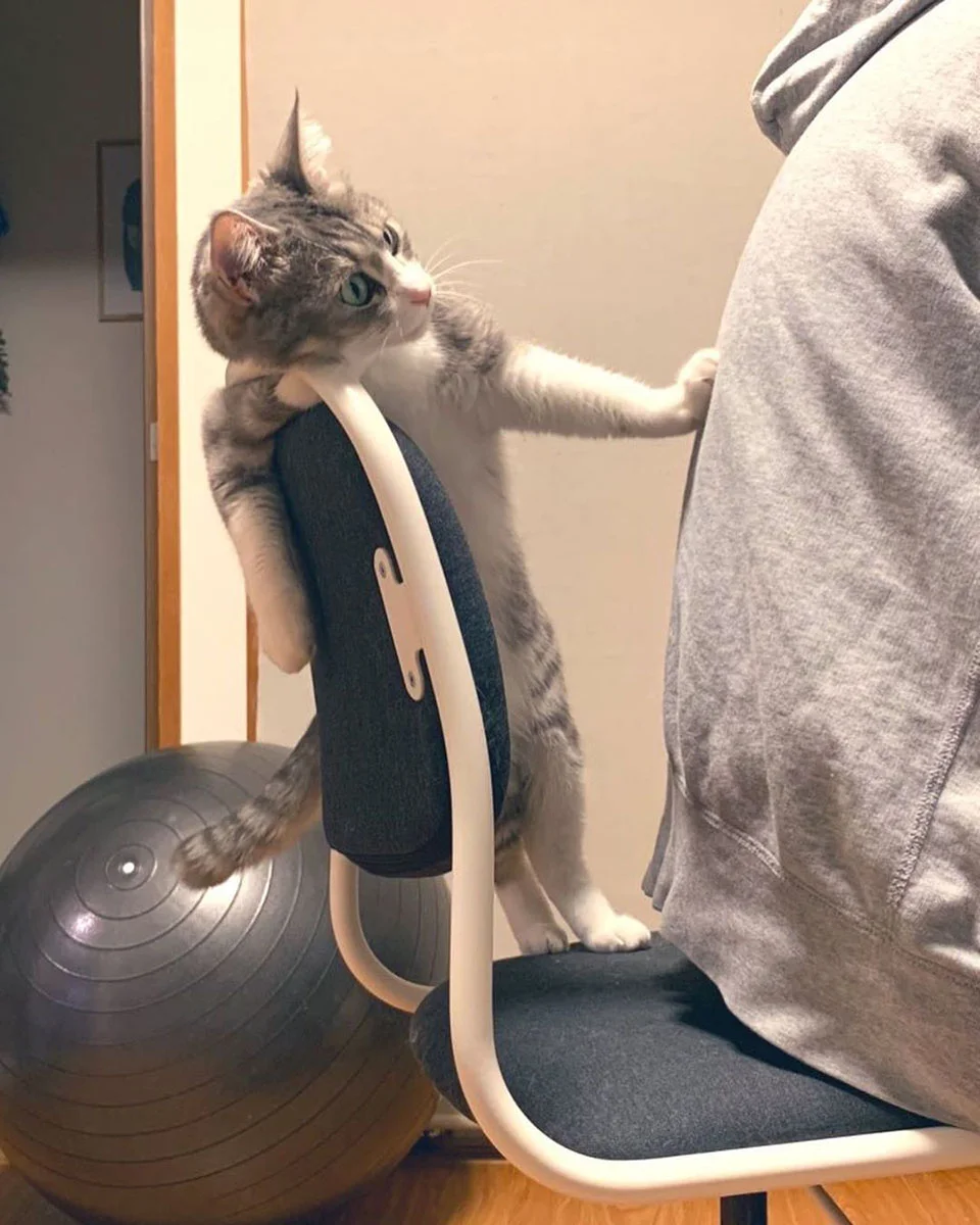 gato y su nueva silla