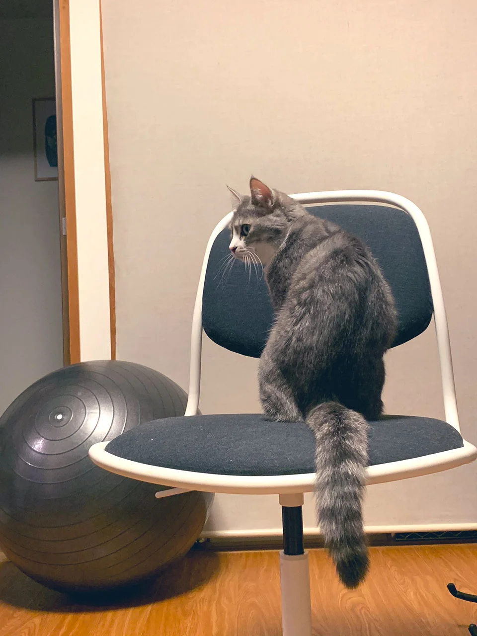 gato y su silla favorita