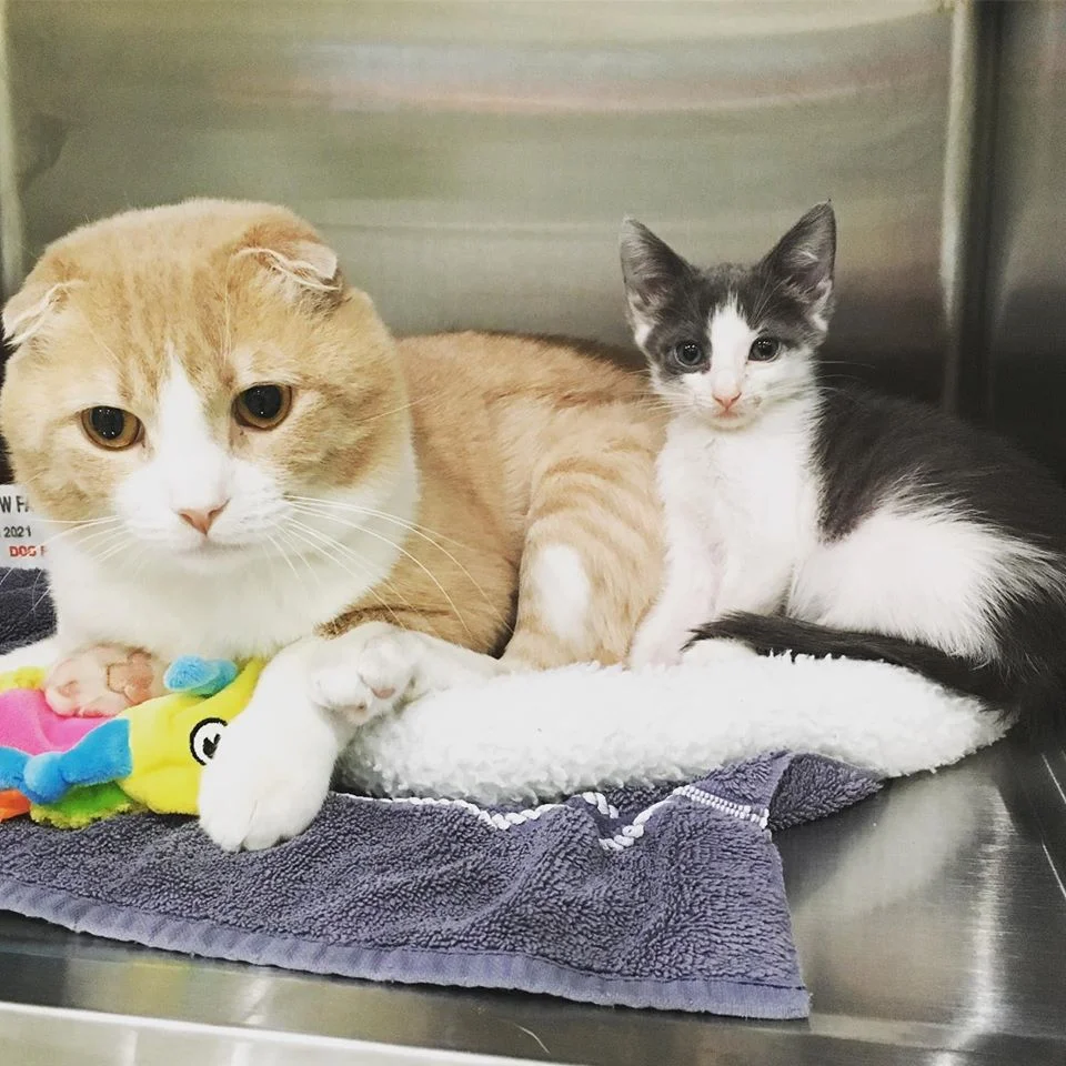 hermosos gatitos